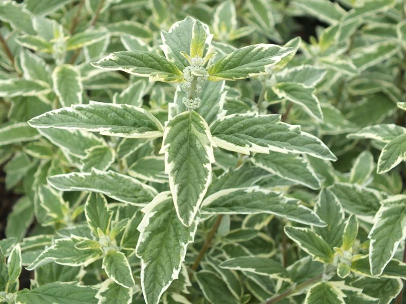 Caryopteris x clandonensis 'White Surprise'-5612