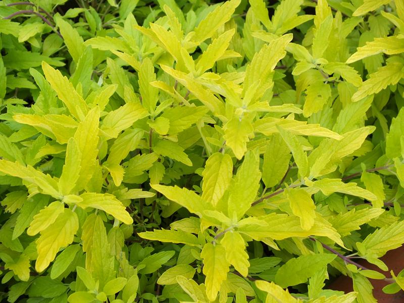 Caryopteris x clandonensis 'Worcester Gold'-5619