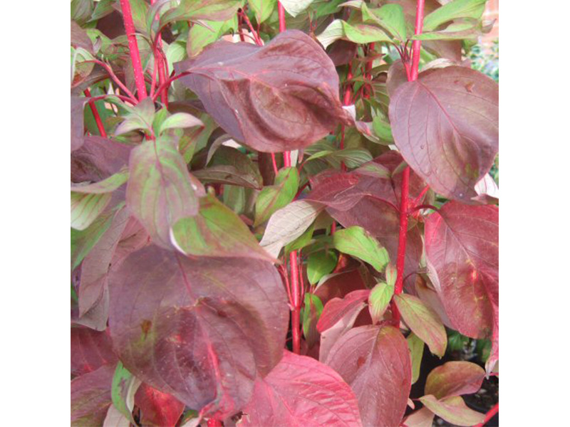 Cornus alba 'Aurea'-5786