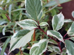Cornus alba 'Sibirica Variegata'-0