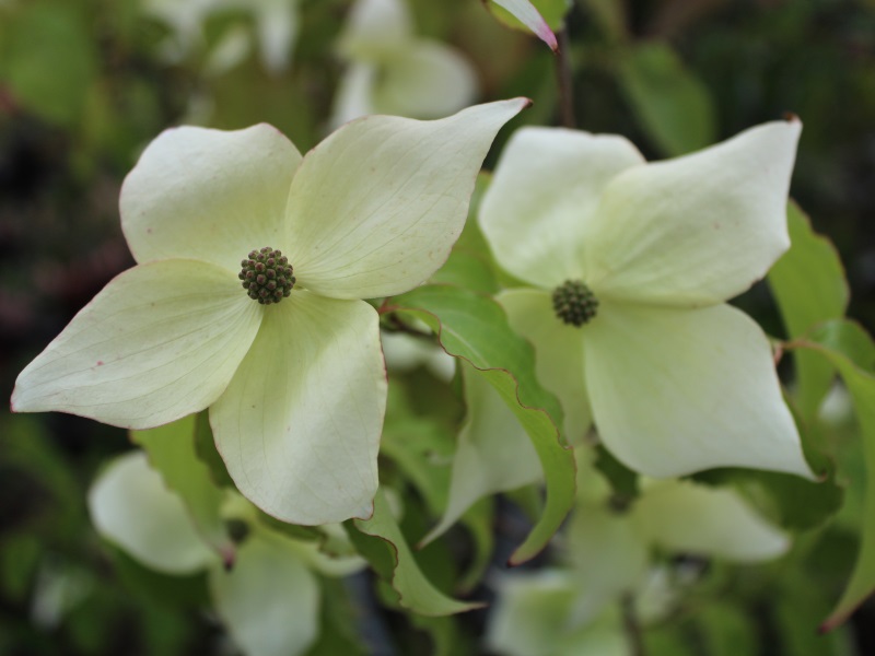 Cornus kousa 'China Girl'-9385