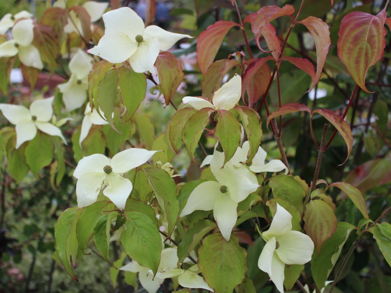 Cornus kousa 'China Girl'-9384