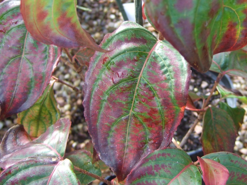 Cornus kousa 'Miss Satomi' ( Satomi)-5817