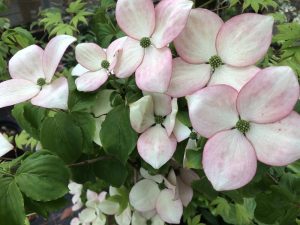 Cornus kousa 'Miss Satomi' ( Satomi)-0