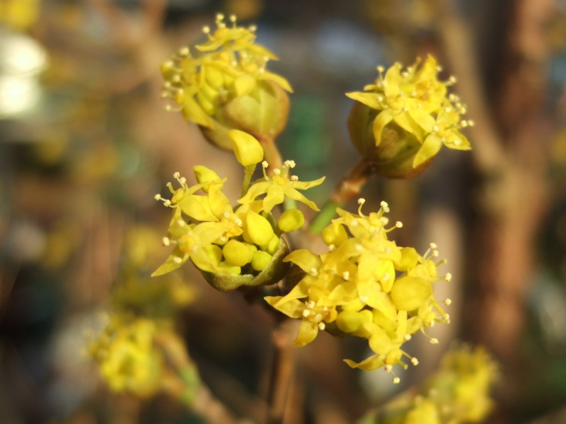 Cornus mas 'Aurea'-0