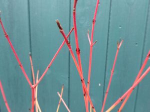 Cornus sanguinea 'Winter Beauty'-0