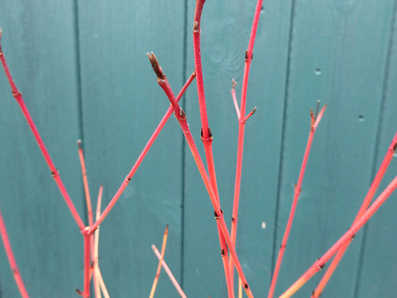 Cornus sanguinea 'Winter Beauty'-0