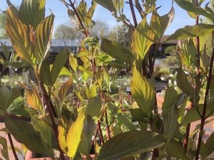 Cornus alba 'Sibirica'-0