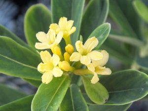 Daphne gemmata 'Royal Crown'-0