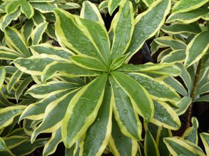 Daphne odora 'Rebecca'-0