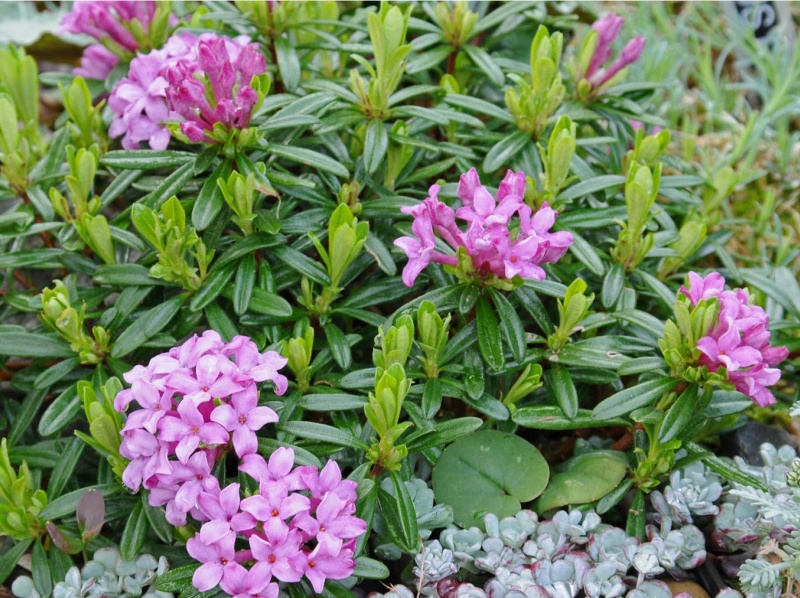 Daphne x susannae ‘Tichborne’-5602