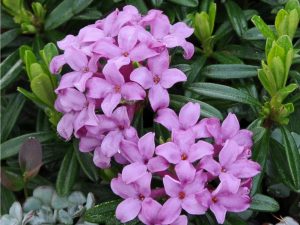 Daphne x susannae ‘Tichborne’-0