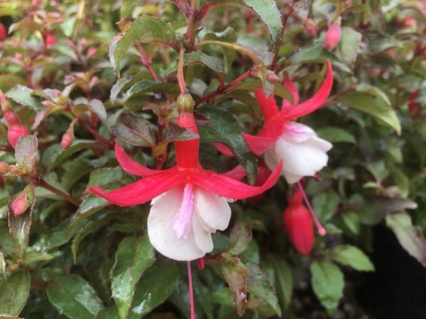Fuchsia 'Alice Hoffman'-0