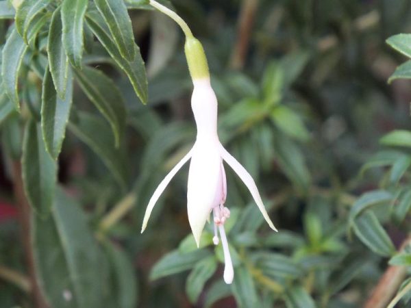 Fuchsia 'Flashlight'-0