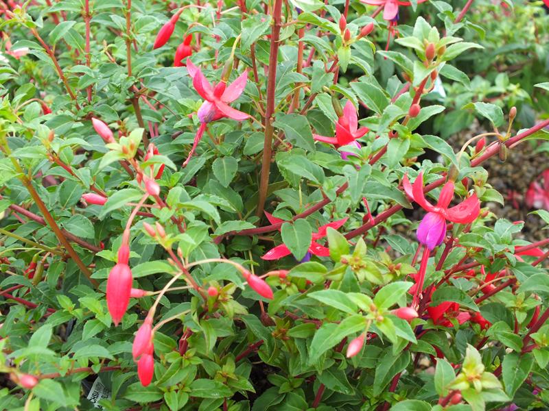 Fuchsia 'Baby Blue Eyes'-5634