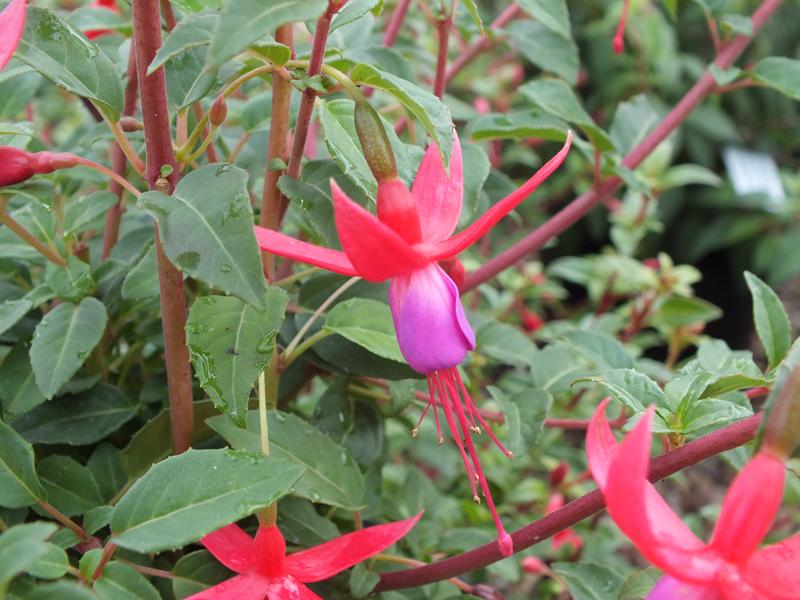 Fuchsia 'Baby Blue Eyes'-0