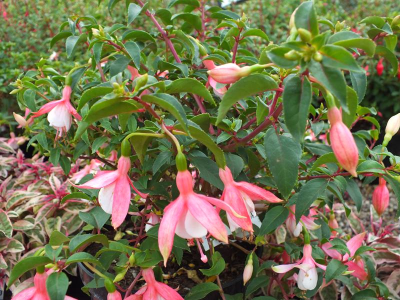 Fuchsia 'Cloverdale Pearl'-5638