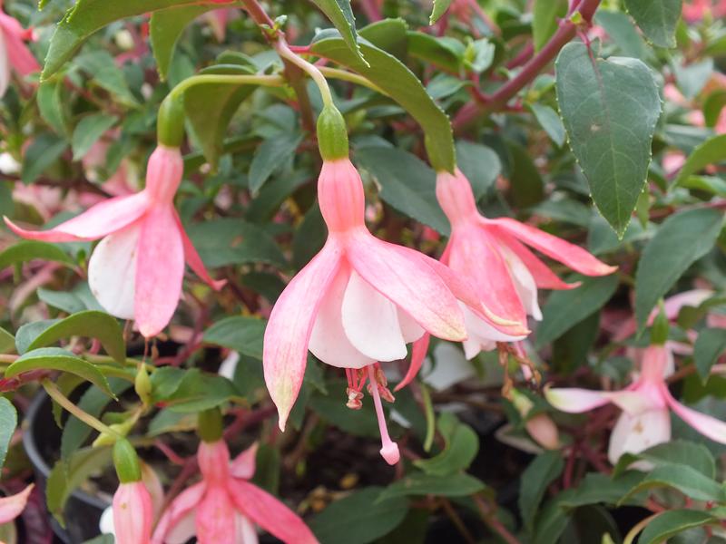 Fuchsia 'Cloverdale Pearl'-0