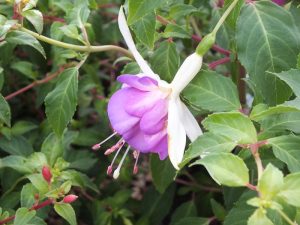 Fuchsia 'Delta's Sarah'-0