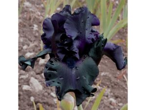 Bearded Iris 'Ghost Train'-0