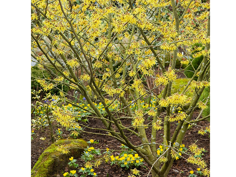 Hamamelis x intermedia 'Arnold Promise'-6525