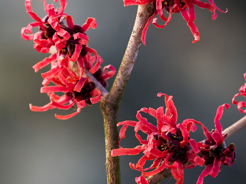 Hamamelis x intermedia 'Diane'-6522