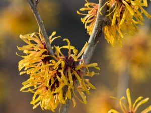 Hamamelis x intermedia 'Harry'-0