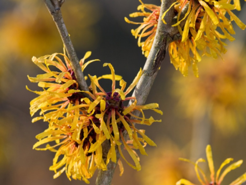 Hamamelis x intermedia 'Harry'-0
