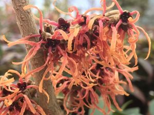 Hamamelis x intermedia 'Robert'-0