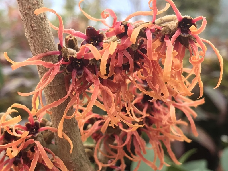 Hamamelis x intermedia 'Robert'-0