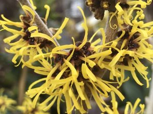 Hamamelis mollis 'Jermyns Gold'-0
