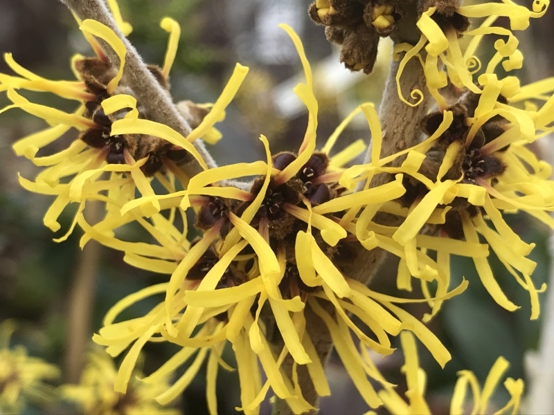 Hamamelis mollis 'Jermyns Gold'-0