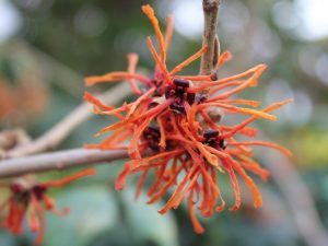Hamamelis x intermedia 'Aphrodite'-0