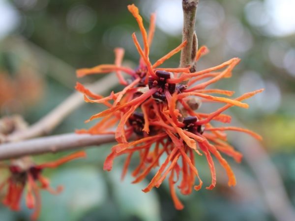 Hamamelis x intermedia 'Aphrodite'-0
