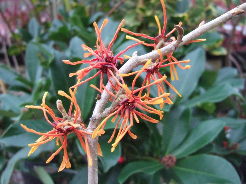 Hamamelis x intermedia 'Aphrodite'-6526