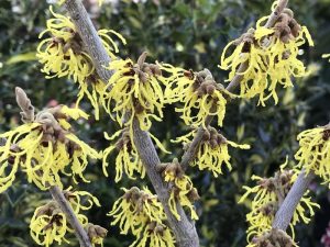 Hamamelis x intermedia 'Arnold Promise'-0