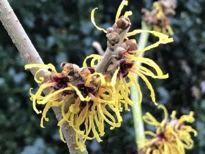 Hamamelis x intermedia 'Barmstedt Gold'-0