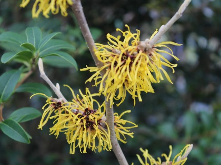 Hamamelis x intermedia 'Barmstedt Gold'-26424