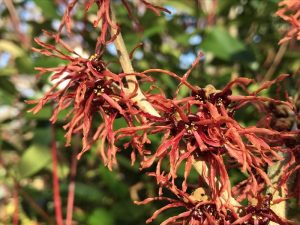 Hamamelis x intermedia 'Feuerzauber'-0