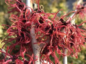 Hamamelis x intermedia 'Frederic'-0