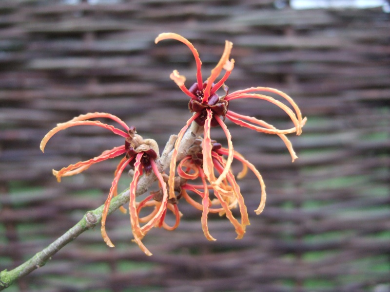 Hamamelis x intermedia 'Frederic'-5824