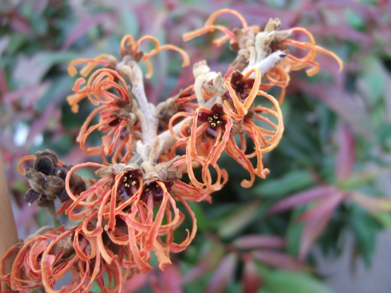 Hamamelis x intermedia 'Frederic'-5823