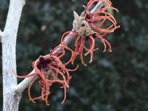 Hamamelis x intermedia 'Gingerbread'-0