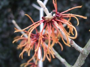 Hamamelis x intermedia 'Glowing Embers'-0