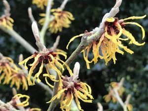 Hamamelis x intermedia 'Orange Beauty'-0