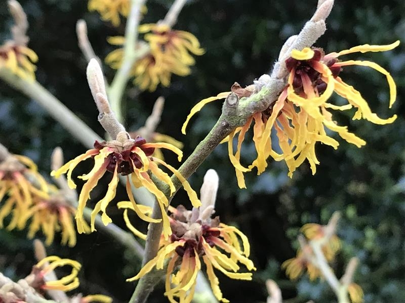 Hamamelis x intermedia 'Orange Beauty'-0