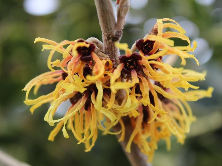 Hamamelis x intermedia 'Orange Beauty'-0