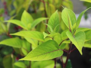 Salvia involucrata-0