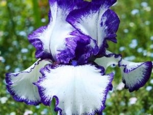 Bearded Iris 'Loop the Loop'-0