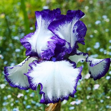 Bearded Iris 'Loop the Loop'-0